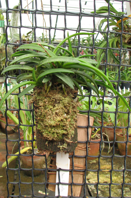 Neofinetia falcata.jpg