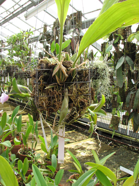 Stanhopea insignis.jpg