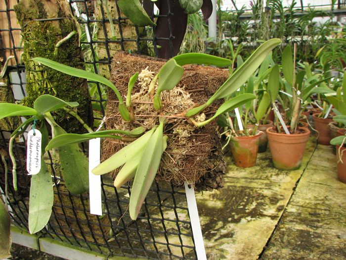 Bulbophyllum fascinator.jpg