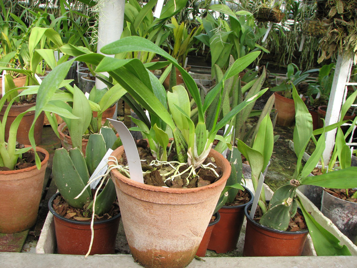 Oncidium varicosum 'Bailarina Mulata'.jpg