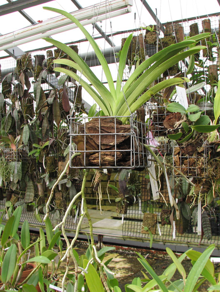 Ascocenda Ken Kone.jpg