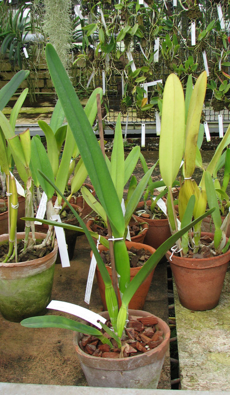 Laelia purpurata (trilabelo x Striata orla bca 'Cheida').jpg