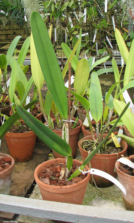 Laelia purpurata flamea ('Bela VIsta ' x Orla branca 'Cheida').jpg