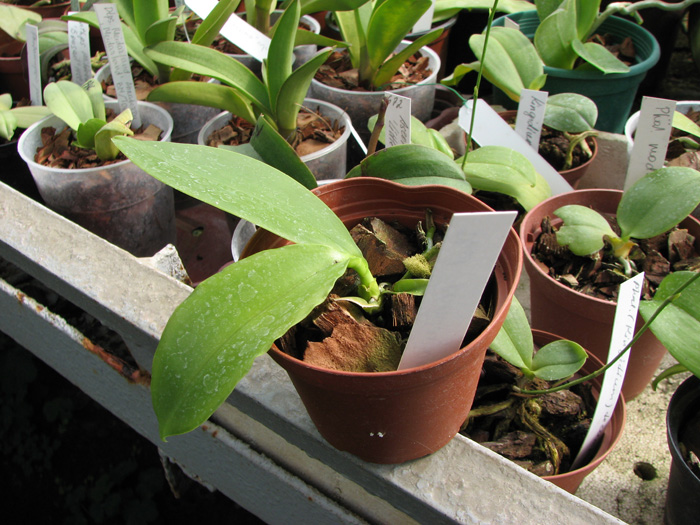 Phalaenopsis corningiana.jpg