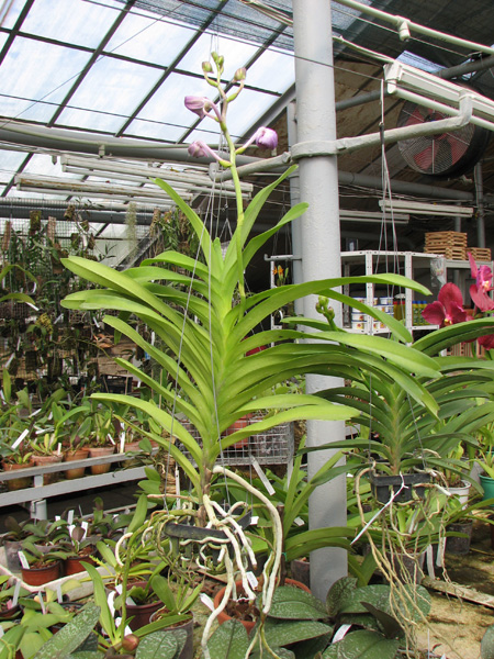 Vanda Sansai Blue.jpg