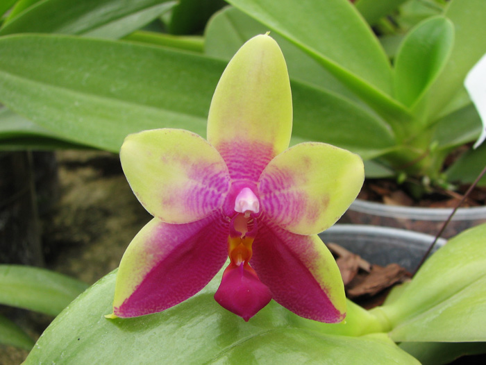Phalaenopsis violacea 'Borneo'.jpg