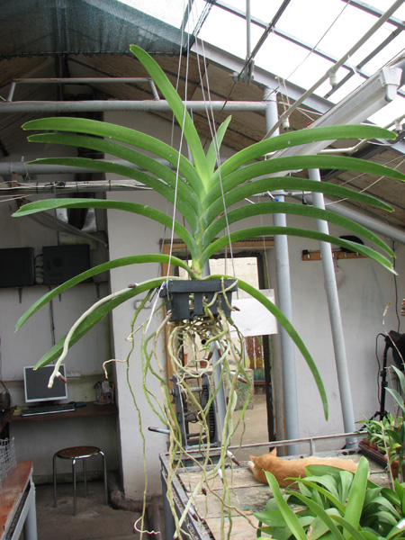 Vanda Kultana Ruby x Patcharee's Delight.jpg