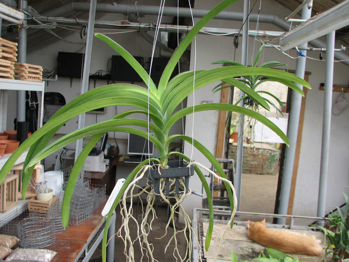 Vanda Sanderiana-Bonchoo x Vanda Taweesuksa.jpg