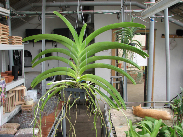 Vanda Kultana Green Gold.jpg