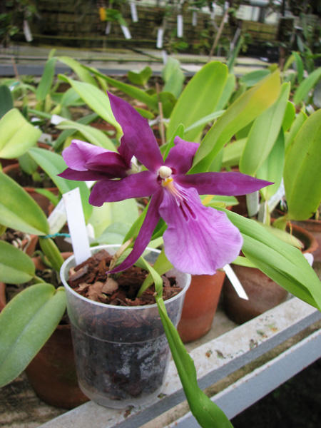 Miltonia spectabilis.jpg