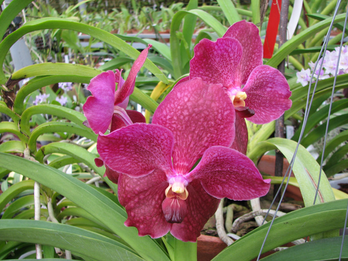 Vanda Pranermprai x Vanda Tarab Waxy.jpg