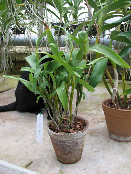 Dendrobium thyrsiflorum.jpg