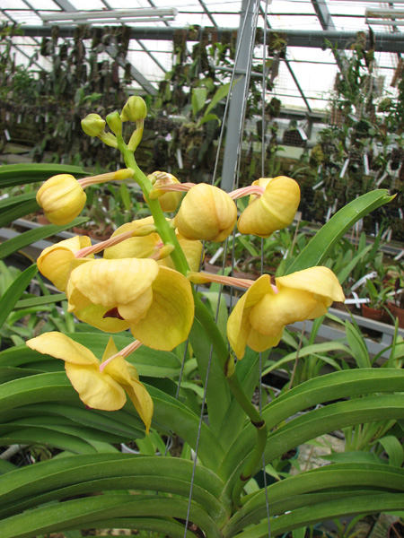 Vanda Kultana Gold x Vanda Lourdes Apostal.jpg