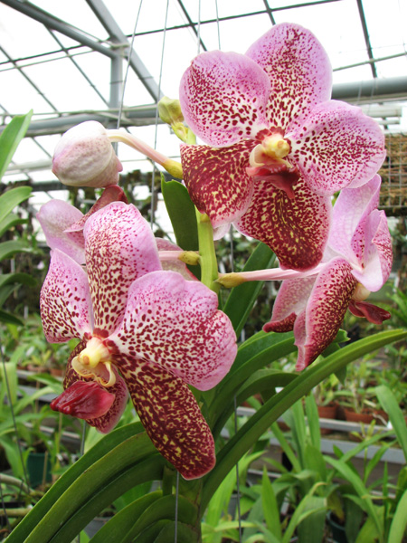 Vanda Kultana gold x Vanda Pat's Delight.jpg