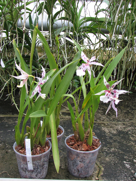 Beallara Peggy Ruth Carpenter 'Morning Joy'.jpg