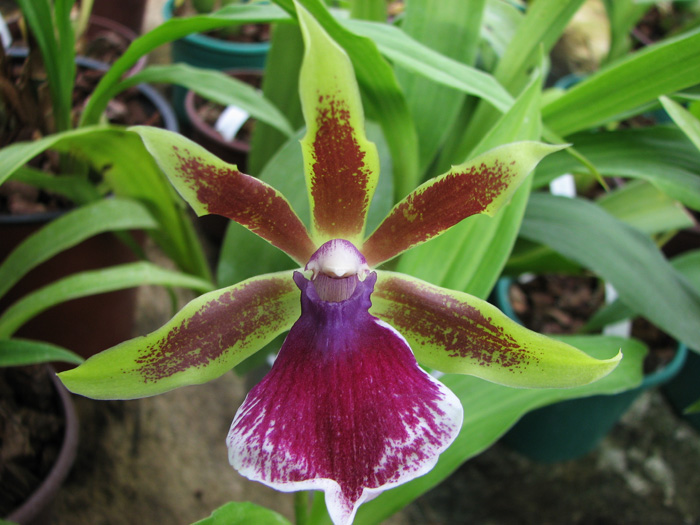 Zygopetalum 'Rhein Moonlight'.jpg