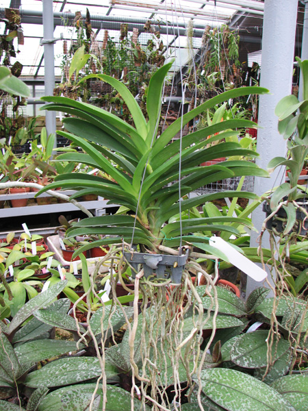 Vanda Somsri Pink x Vanda Golamcos Blue Magic.jpg