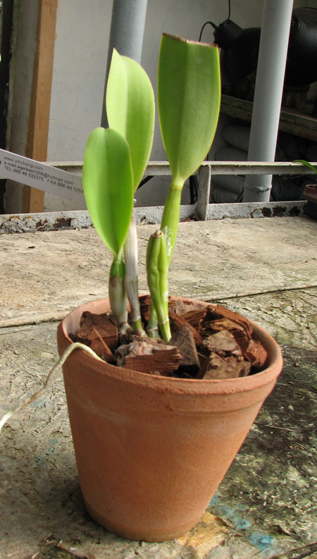 Laeliocattleya Sakura Candy.jpg