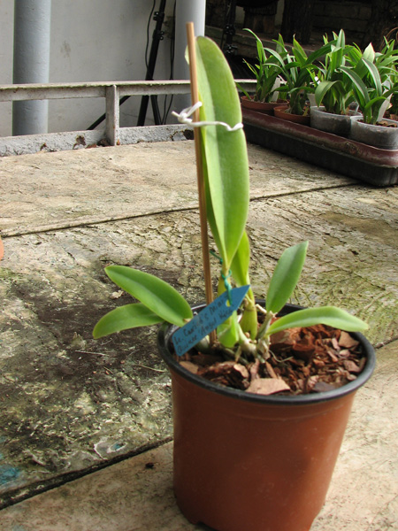 Lc Cariad's Mini-Quinee 'Angel Kiss'.jpg