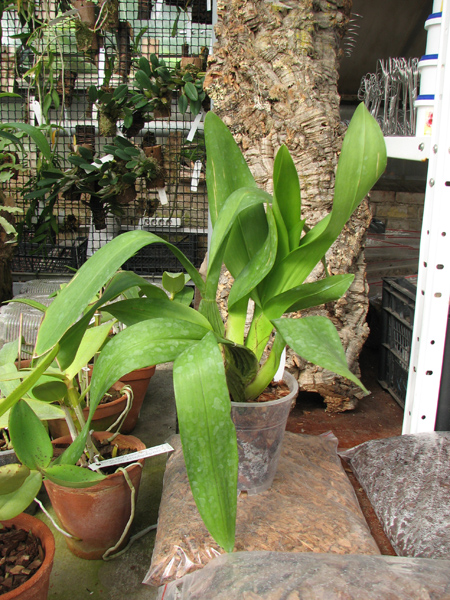 Odontocidium Mayfair 'RCW'.JPG