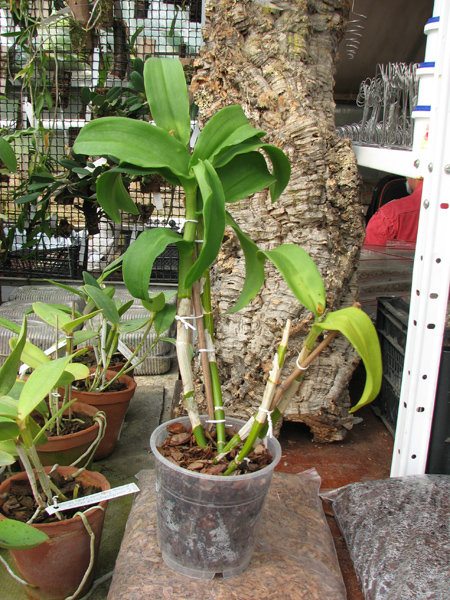 Dendrobium Nopporn Starbright.jpg