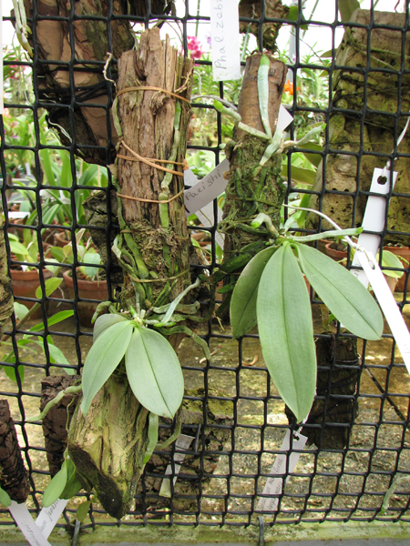 Phalaenopsis parishii.jpg
