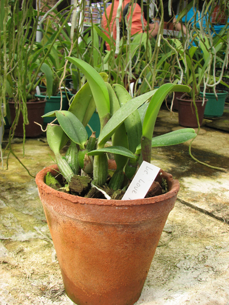 Laeliocattleya Love Knot 'Sato' (sincorana x walkeriana).jpg