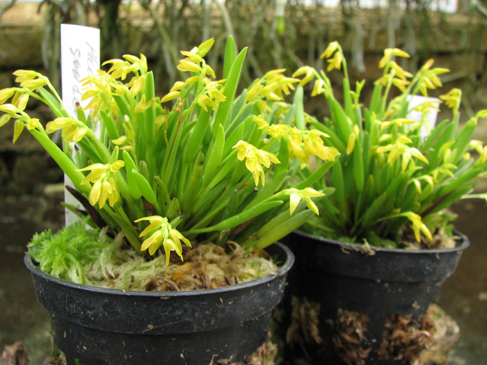 Pleurothallis sonderana.jpg