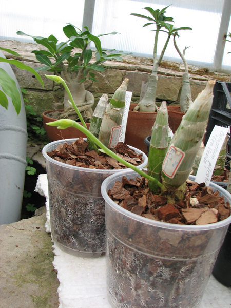 Catasetum pileatum 'Oro Verde'.jpg