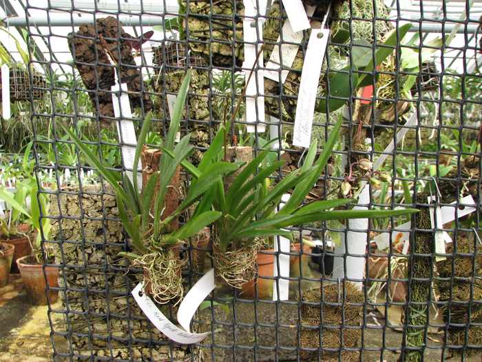 Oncidium (Tolumnia) Red Spot Maliwan.jpg