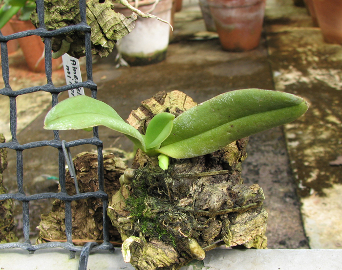 Amesiella philippinensis.jpg