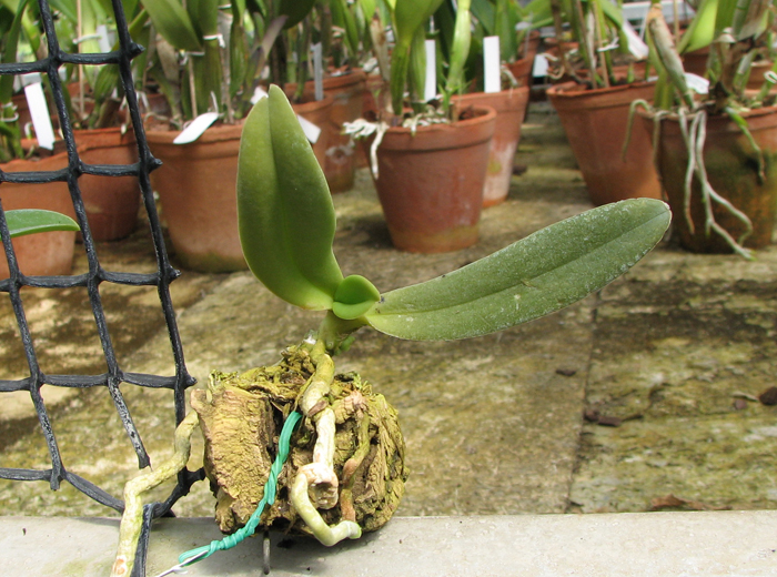 Amesiella monticola.jpg