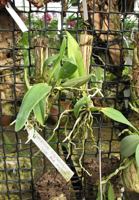 Sophrocattleya Pearllouis (Cattleya bicolor alba x Sophronitis coccinea).jpg