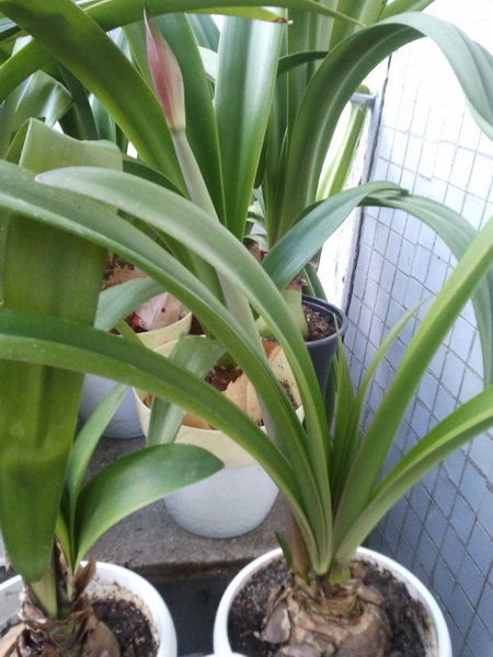 Эта лука выгоняет сразу 2 стрелки.