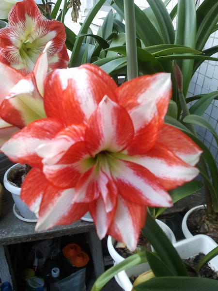 Младенец Exotic Peacock.