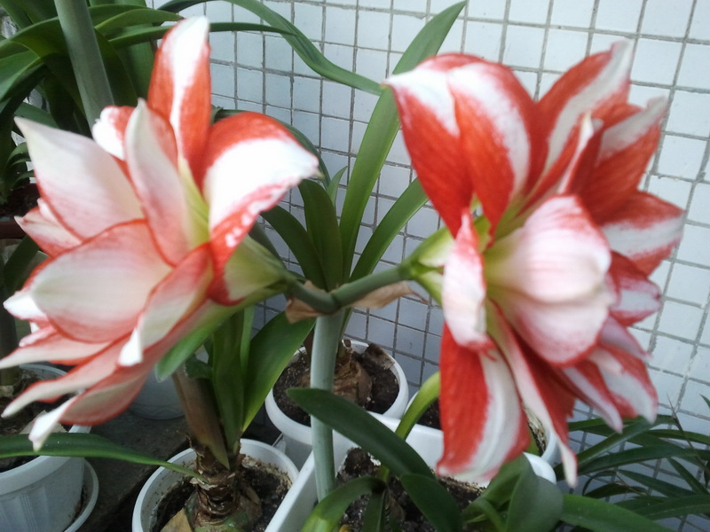 Младенец Exotic Peacock.