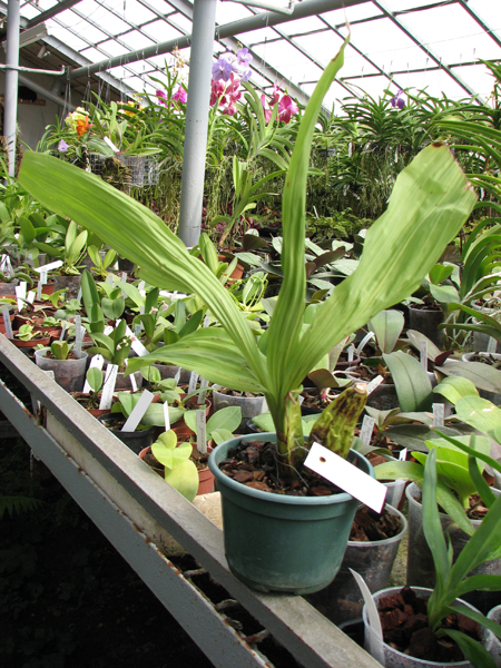 Angulocaste 'Suprice'.jpg