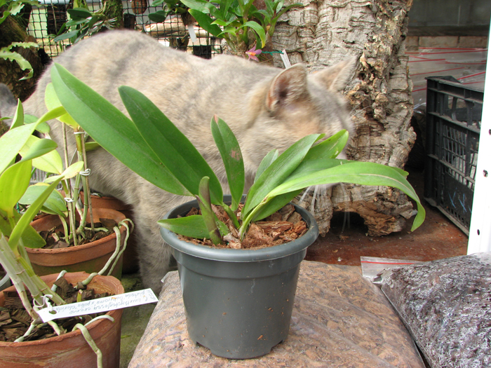 Potinara Kat Sky Song 'Bright Pearl'.jpg