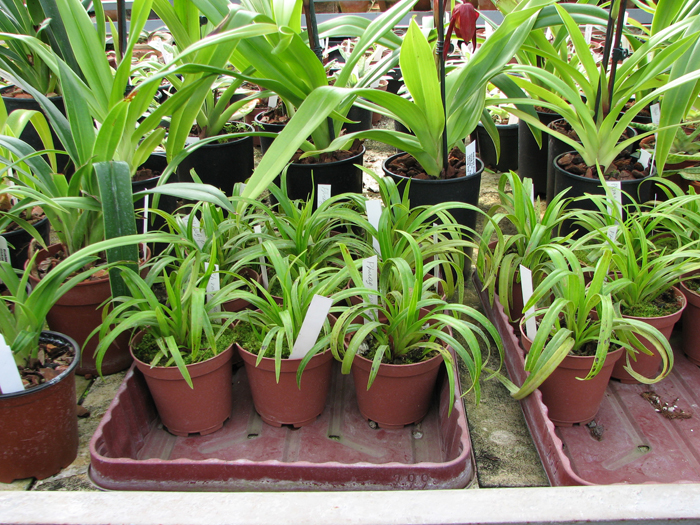 Phragmipedium pearcei x wallisii.jpg