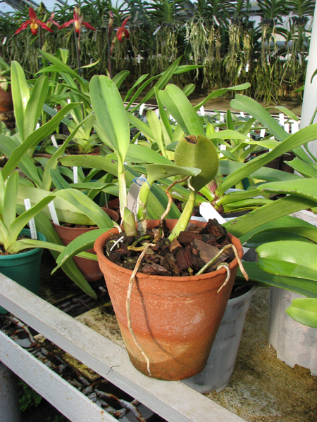 Laeliocattleya Hsinying Ezcell 'D'.jpg