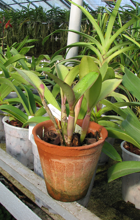 Sophrolaeliocattleya Love Castle.jpg