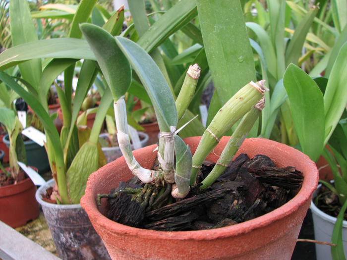 Brassavola digbyana.jpg