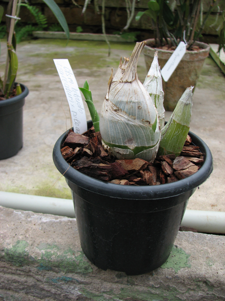 Catasetum (saccatum x pileatum amarelo).jpg