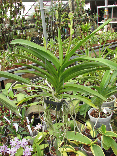 Vanda Siriporn Pink.jpg