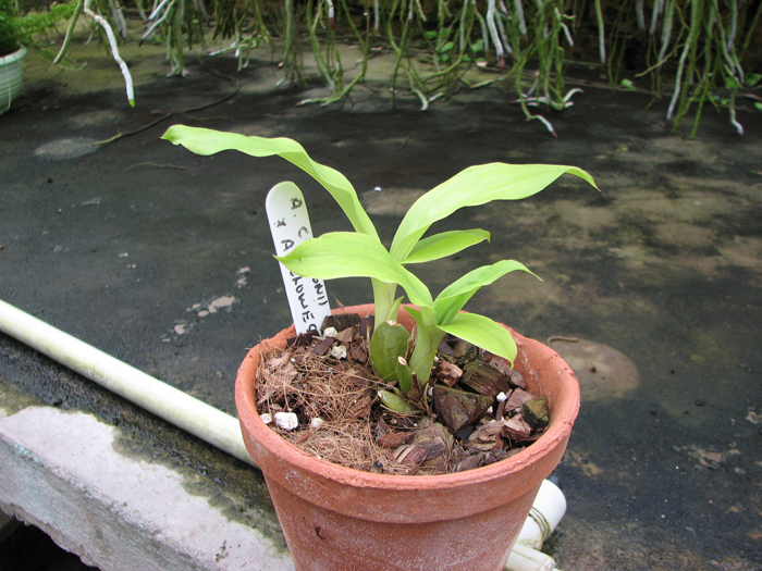 Anguloa cliftonii x Anguloa clowesii.jpg