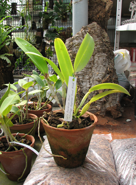 Laelia tenebrosa 'Aline' x Cattleya leopoldii 'Dark Prince'.jpg