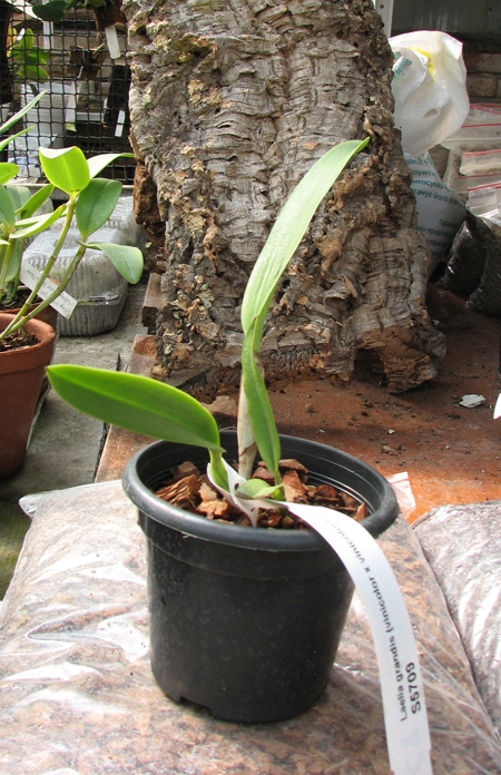 Laelia grandis (vinicolor x vinicolor).jpg