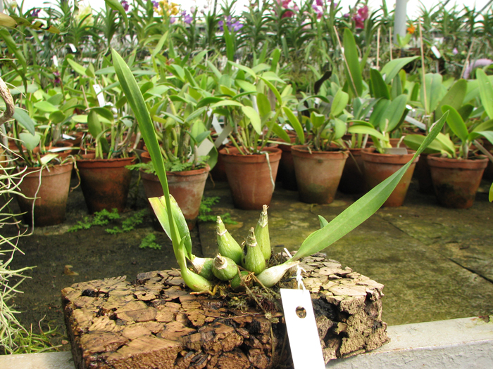 Encyclia mariae x Encyclia tampense semi-alba.jpg