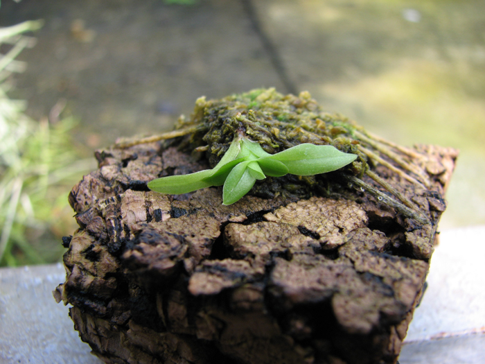 Oncidium coloratum.jpg