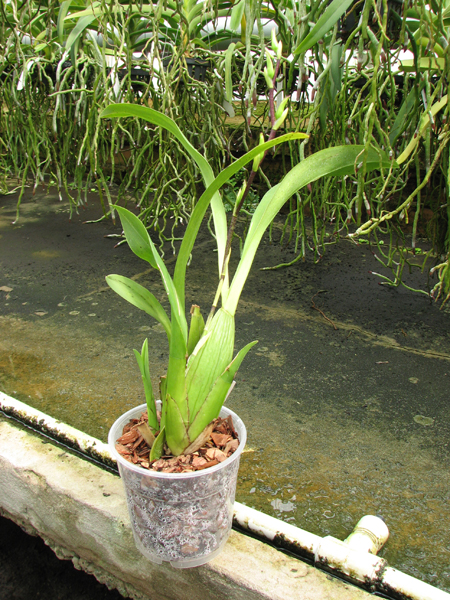 Beallara Marfitch Howard's Dream 'Red Fox'.jpg